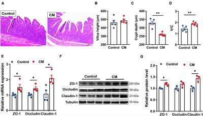 Cordyceps militaris Modulates Intestinal Barrier Function and Gut Microbiota in a Pig Model